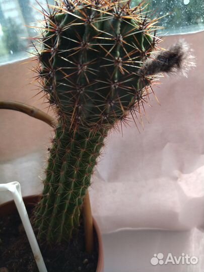 Кактусы 4 шт
