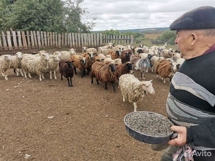 Овцы бараны