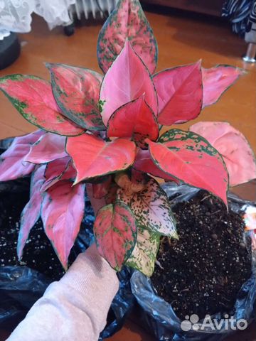 Аглаонема Батерфляй