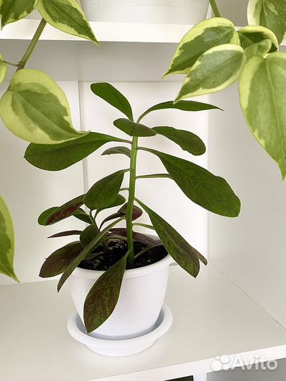 Синадениум