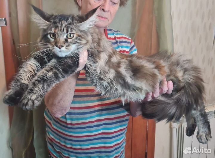 Котята мейн-кун