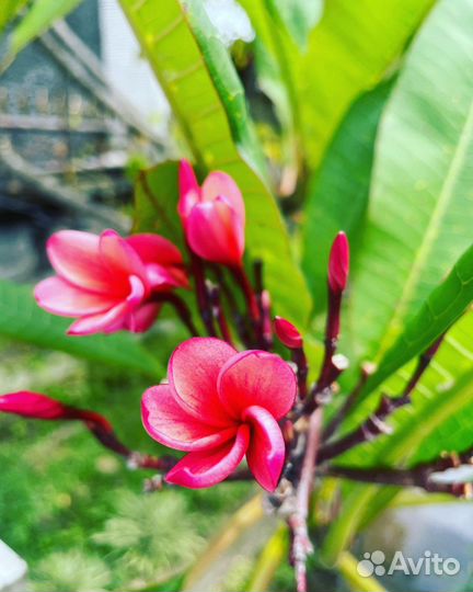 Франжипани (Плюмерия) саженцы из черенков