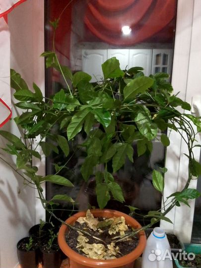 Маракуйя