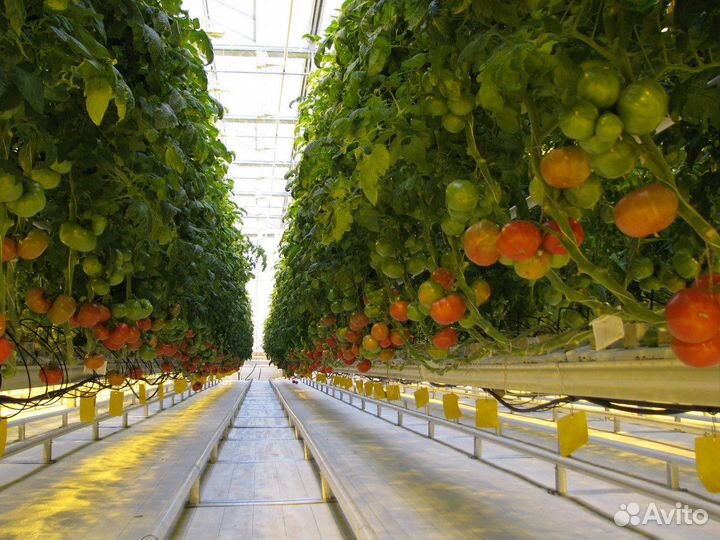 Рабочий в новый тепличный комплекс