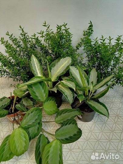 Аглаонема сильвер блю, Маранта, Мирт