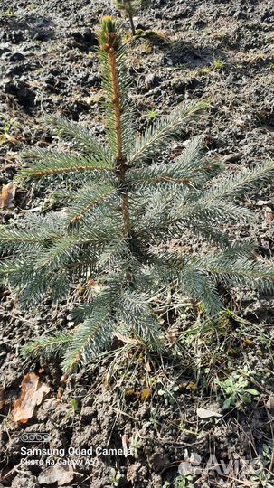 Саженцы сизая ель голубая