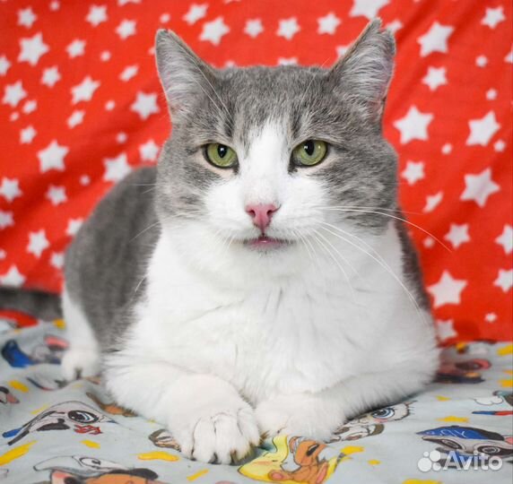 Кот Бася в добрые руки