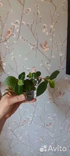 Комнатные цветы