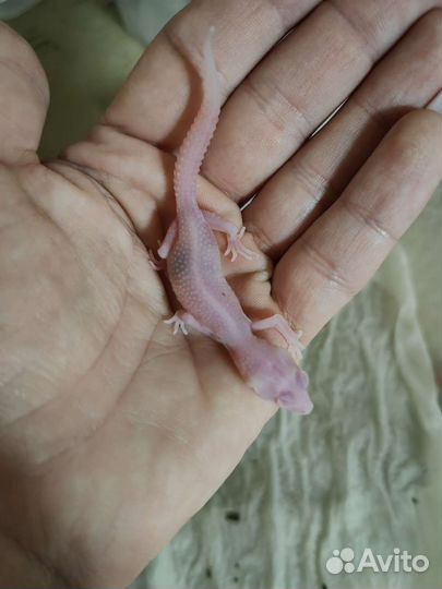 Геккон эублефар