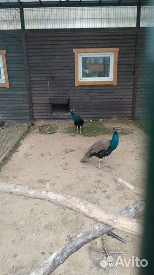 Павлин индийский