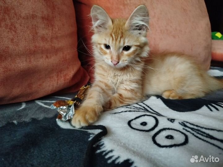 Рыжий котёнок в добрые руки