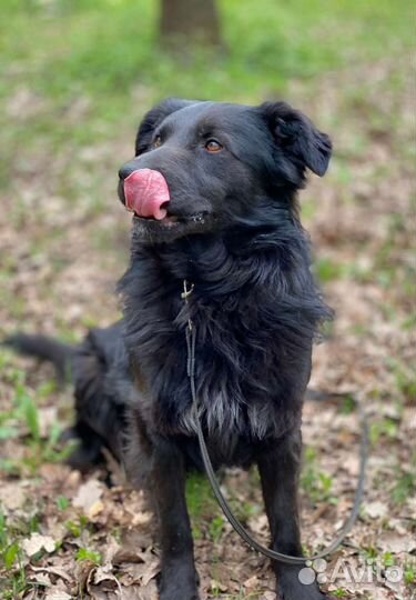 Добрый пёс ищет дом