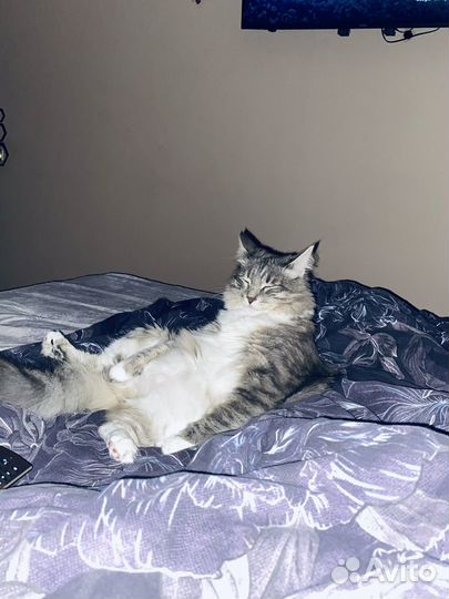 Метис мейн-кун