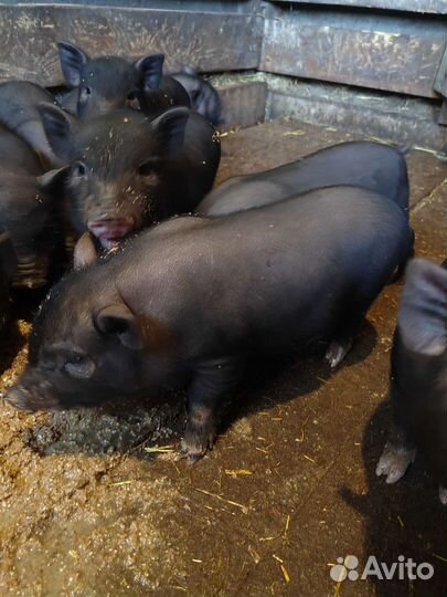 Вьетнамск вислобрюхий поросенок