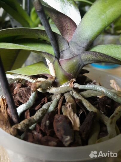 Орхидея мультифлора