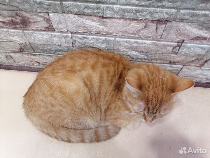 Рыжая кошка