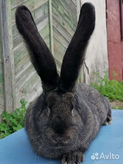 Кролики породы Ризен