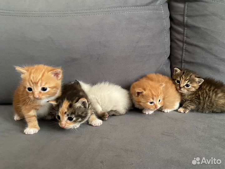 Котята в добрые руки
