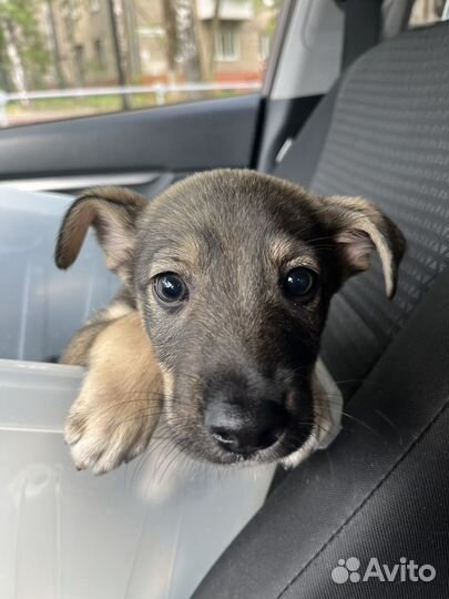 Гарри в дар