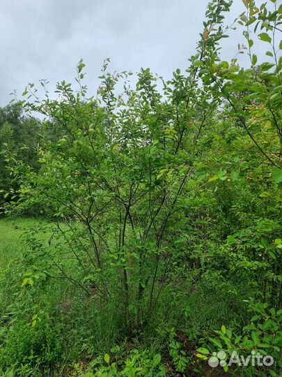 Ирга Ламарка