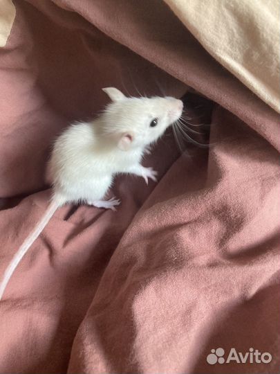 Крыса домашняя декоративная