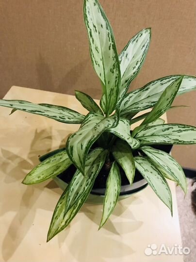 Аглаонема сильвер бей