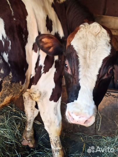 Быки на мясо