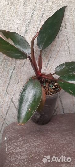 Филодендрон розовая принцесса