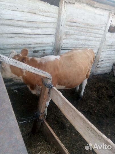 Телка стельная