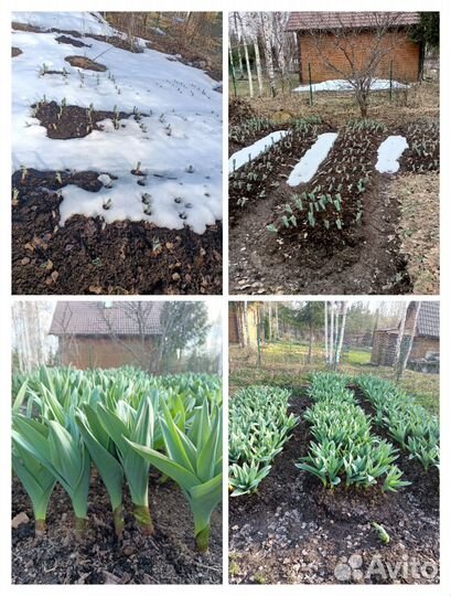 Лук Суворова