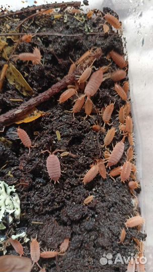 Тропические мокрицы