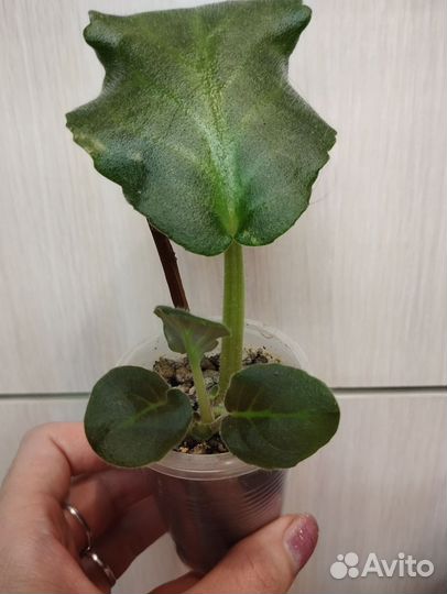 Фиалка Ward Brown