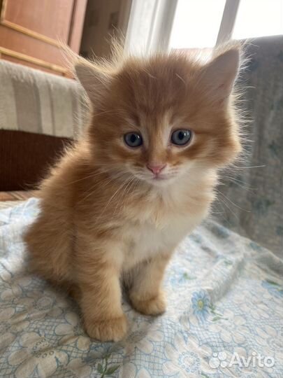 Котята
