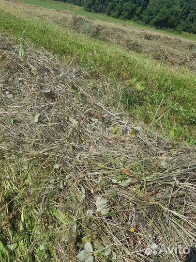 Сено луговое в тюках (брикетах, кипы). Доставка