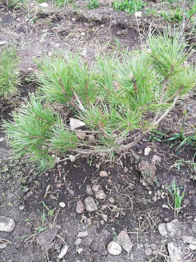 Горная сосна