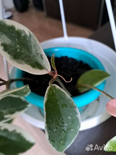 Хойя Альбомаргината Карноза