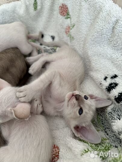 Ориентальные котята