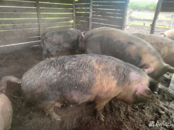 Свиньи поросята хряки