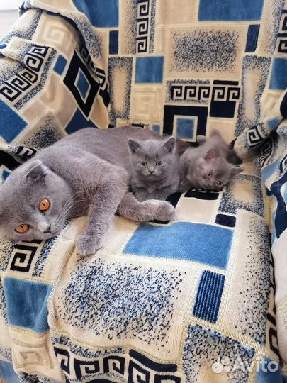 Британские котята