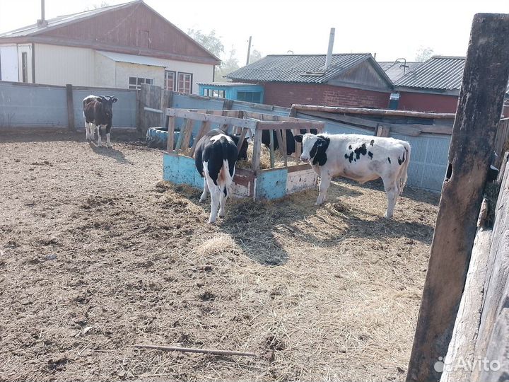 Быки на племя