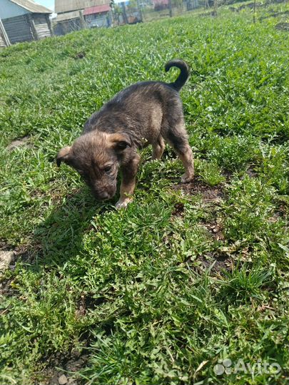 Щенки (в добрые руки )