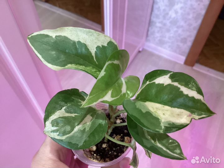 Сциндапсусы и эпипремнумы сортовые