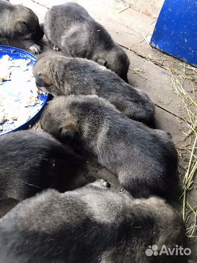 Продам щенят