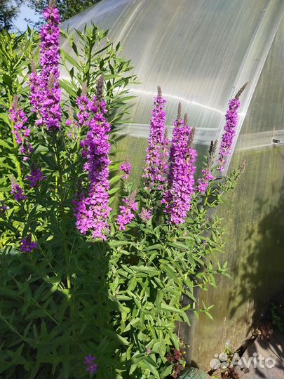 Дербенник иволистный