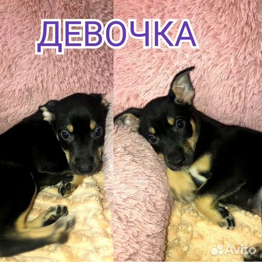 Щенки метисы