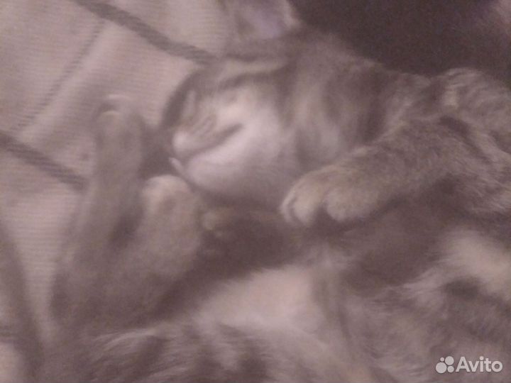 Кошечка 3 мес