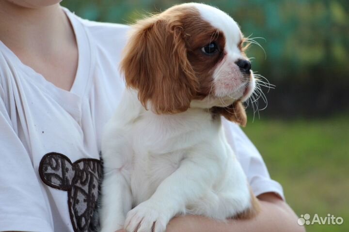 Кавалер кинг чарльз спаниель