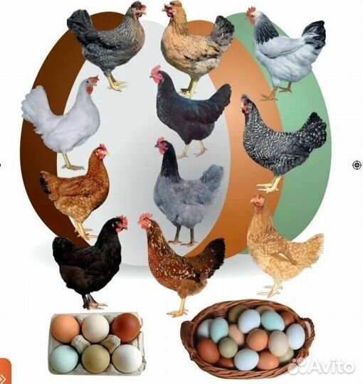 Доминанты цыплята- курочки с цветным яйцом