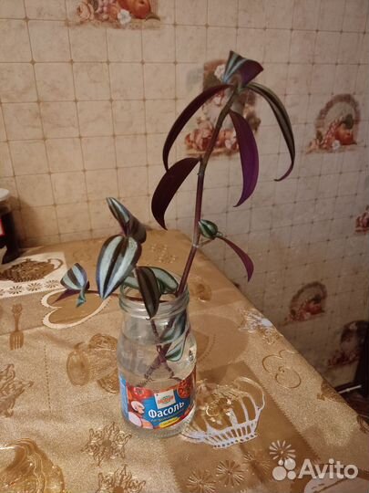 Традесканция фиолетовая