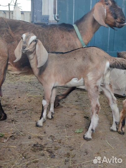 Продажа козлят